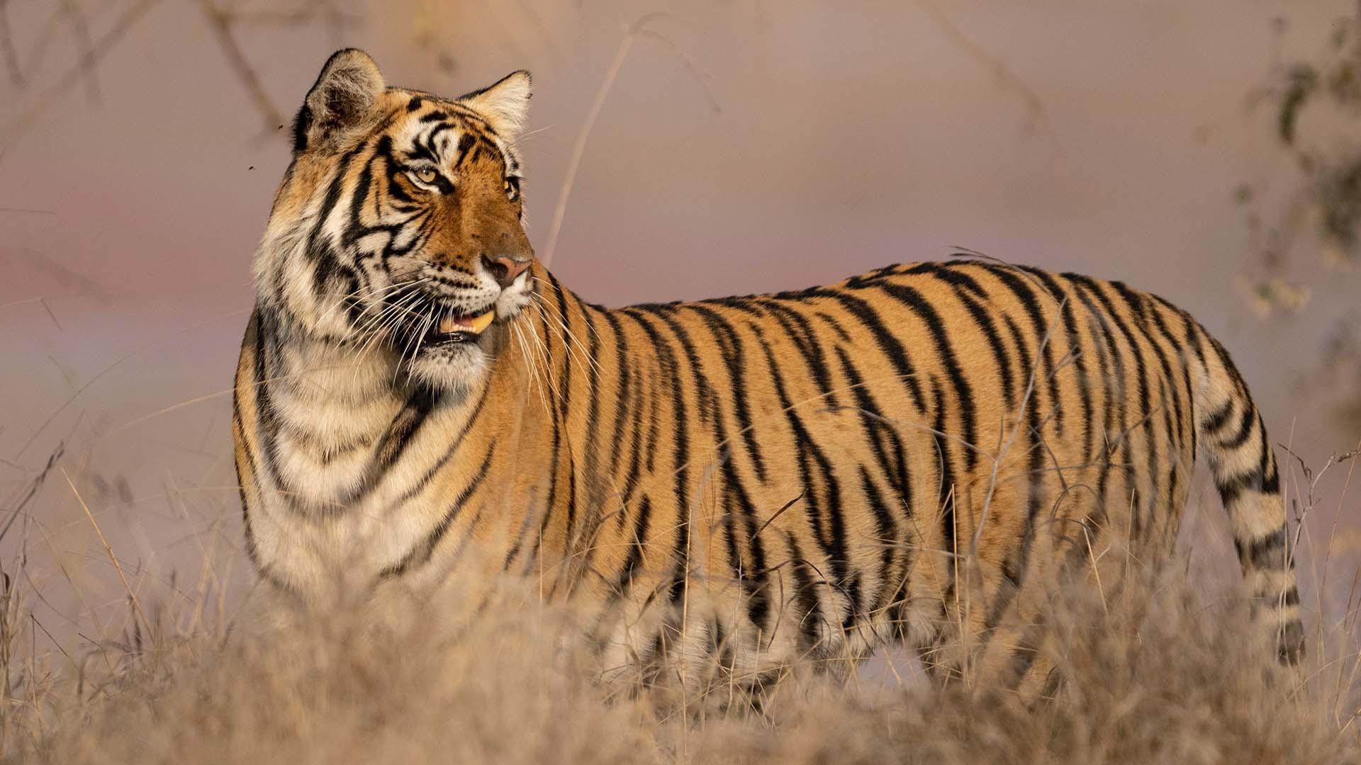 tiger