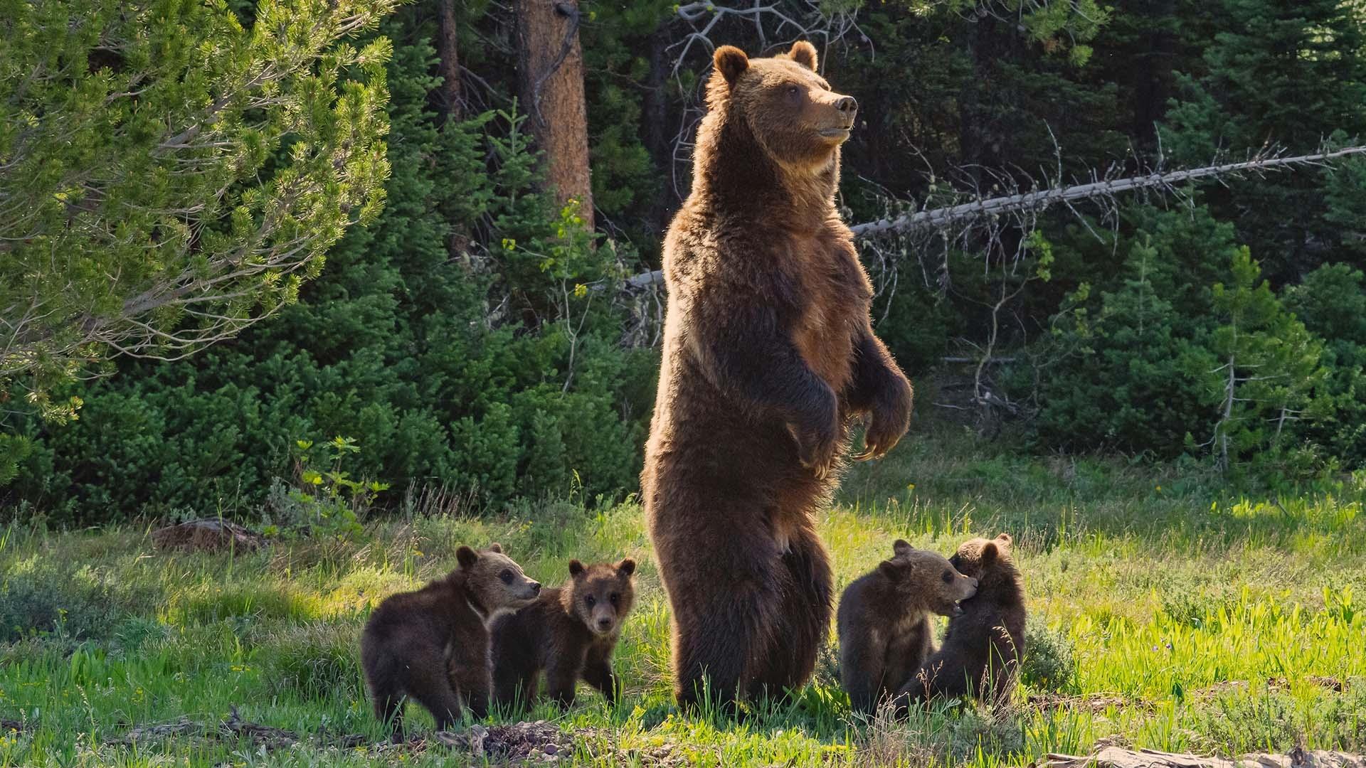 Grizzly bear and cubs