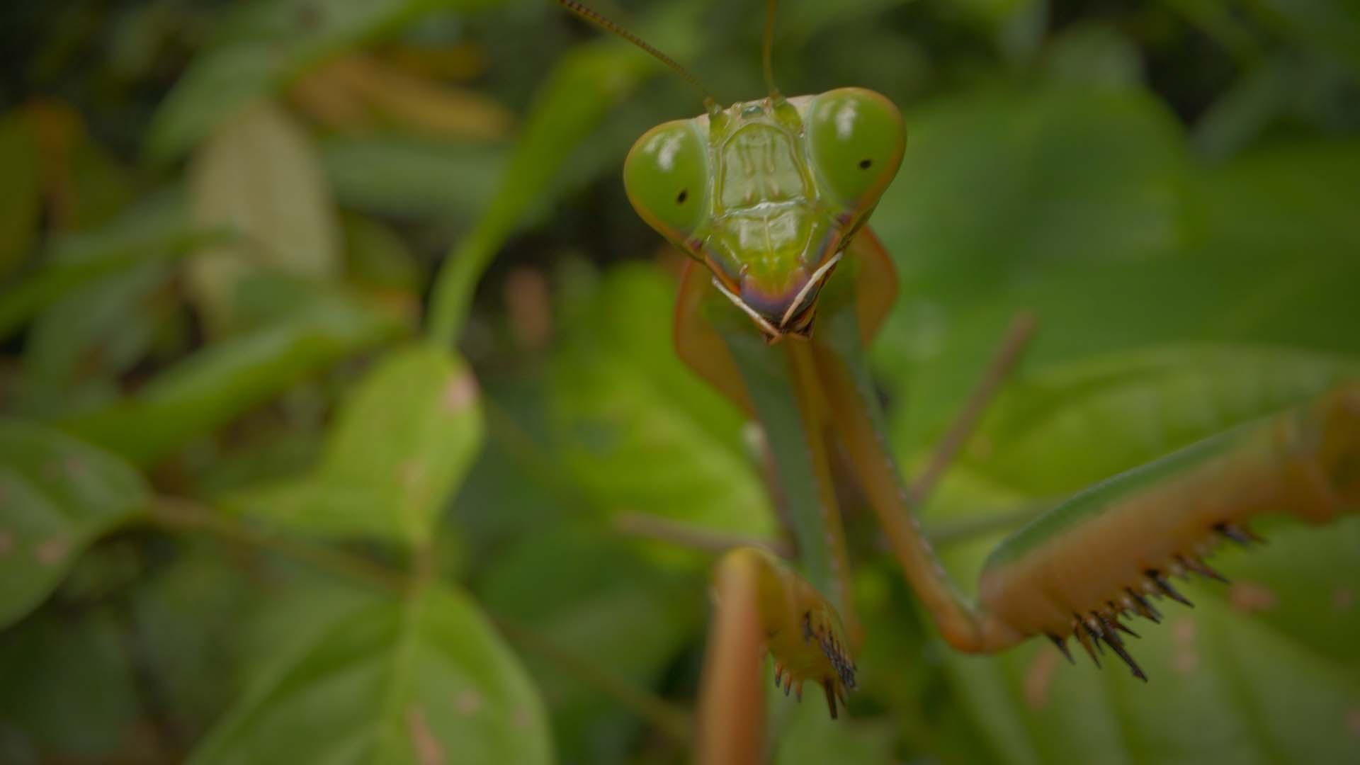 scene from Bugs the Rule the World