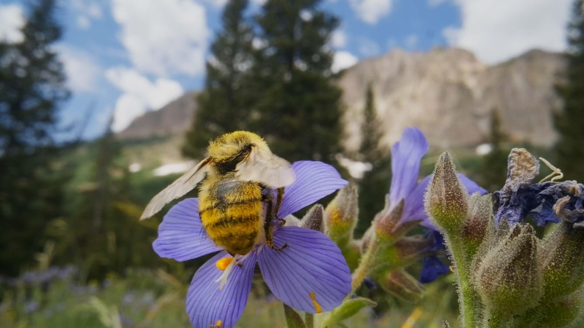 Bee on flower
