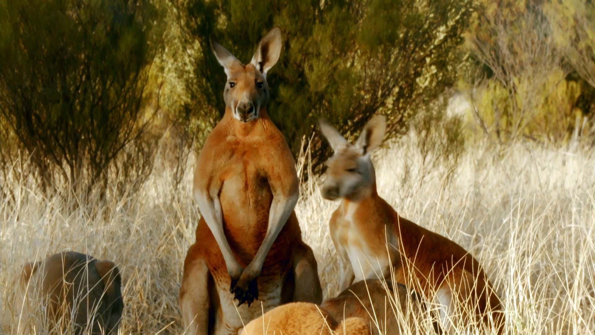 kangaroos