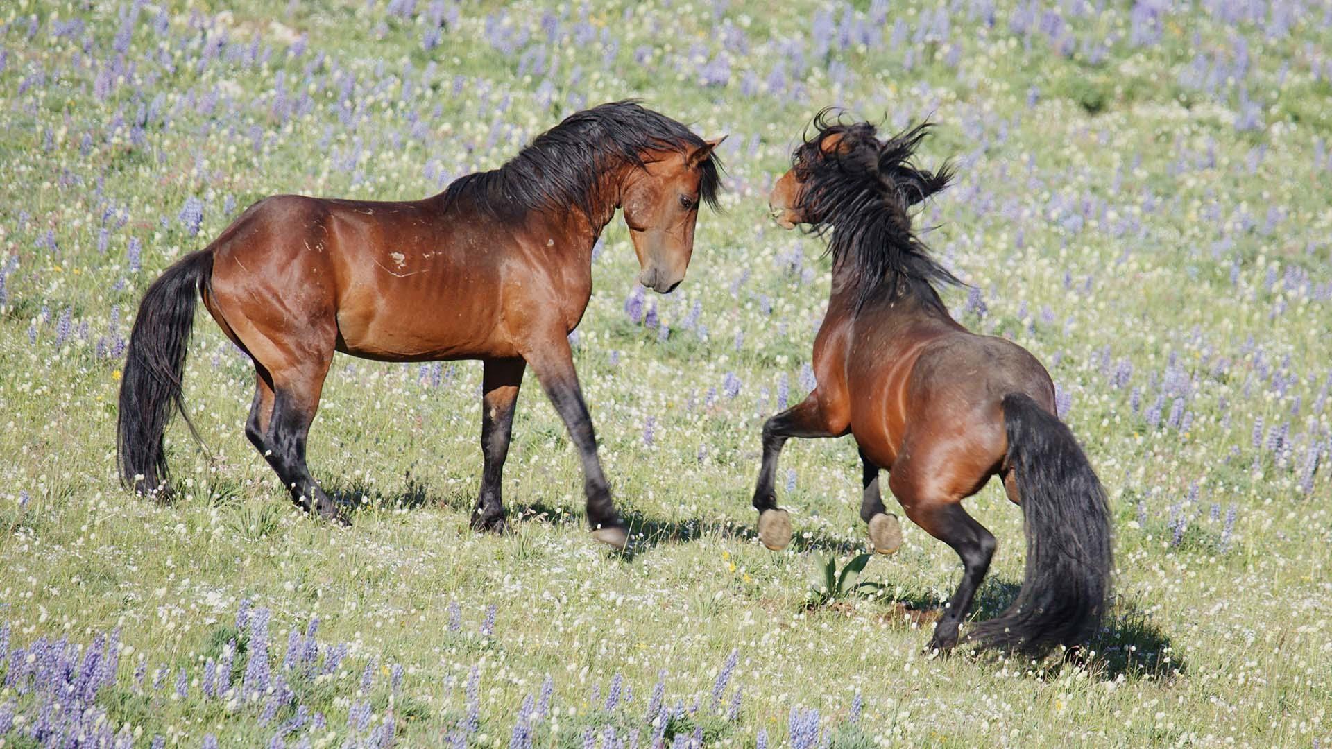scene from Nature: American Horses