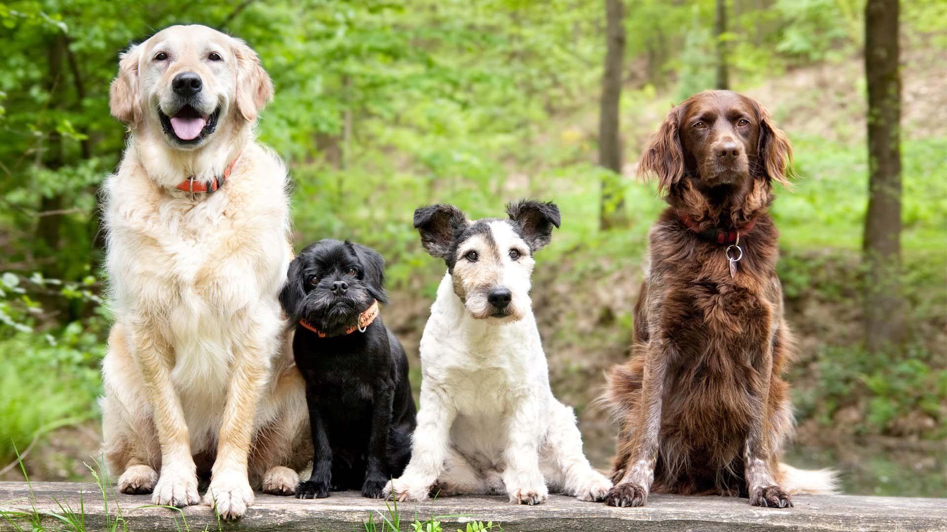 Scene from Dog Tales