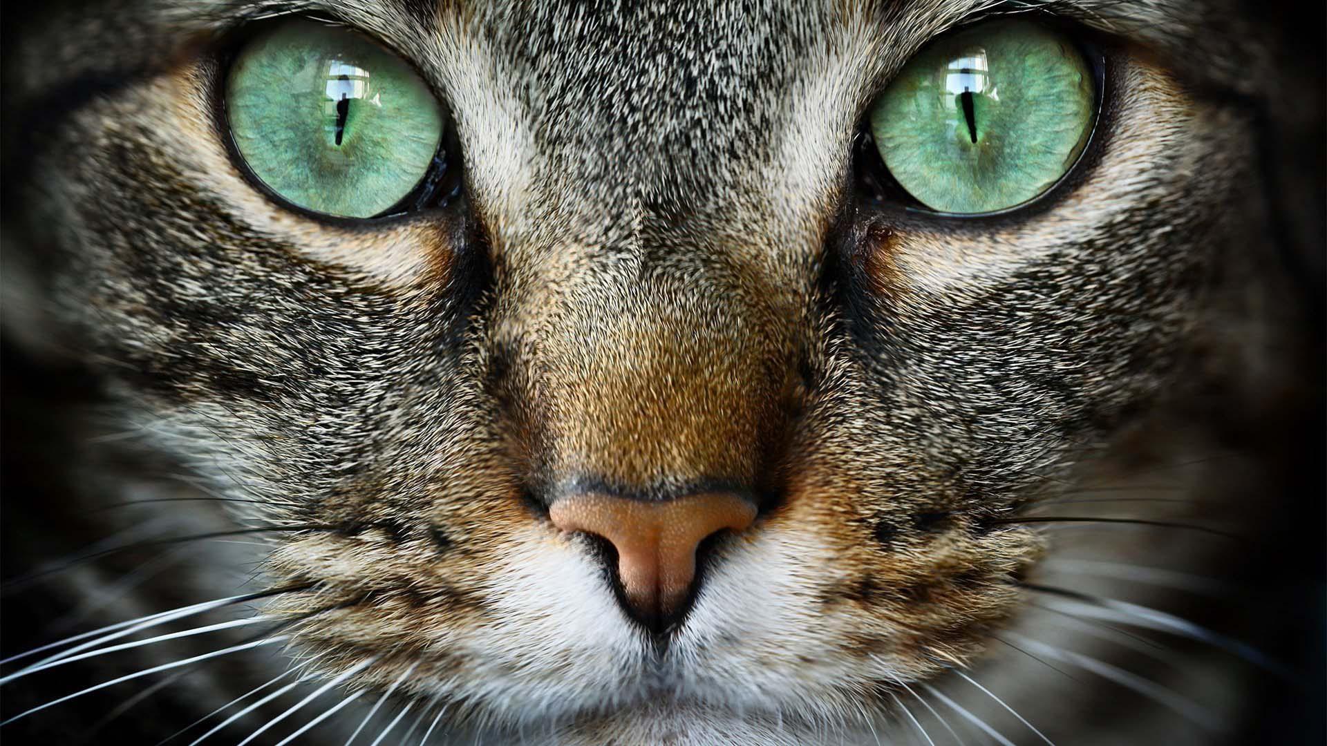 Cat face