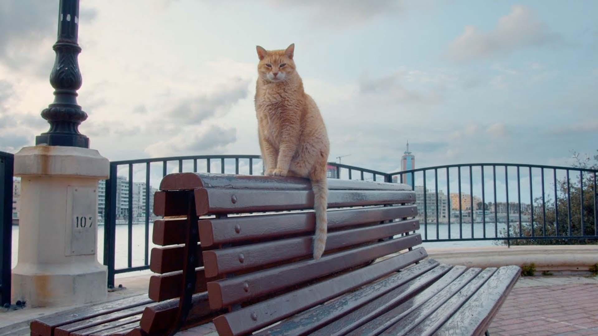 cat on a bench