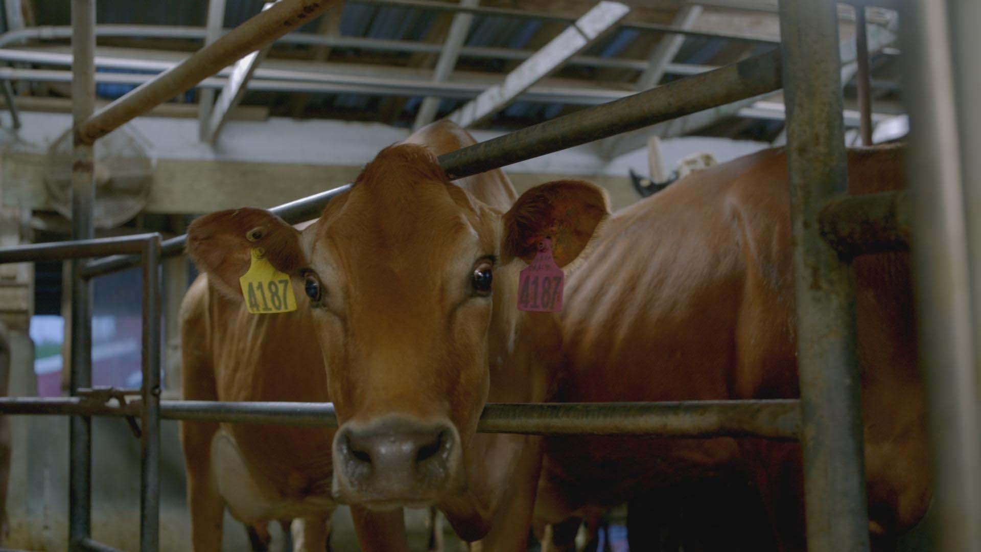 Cow face