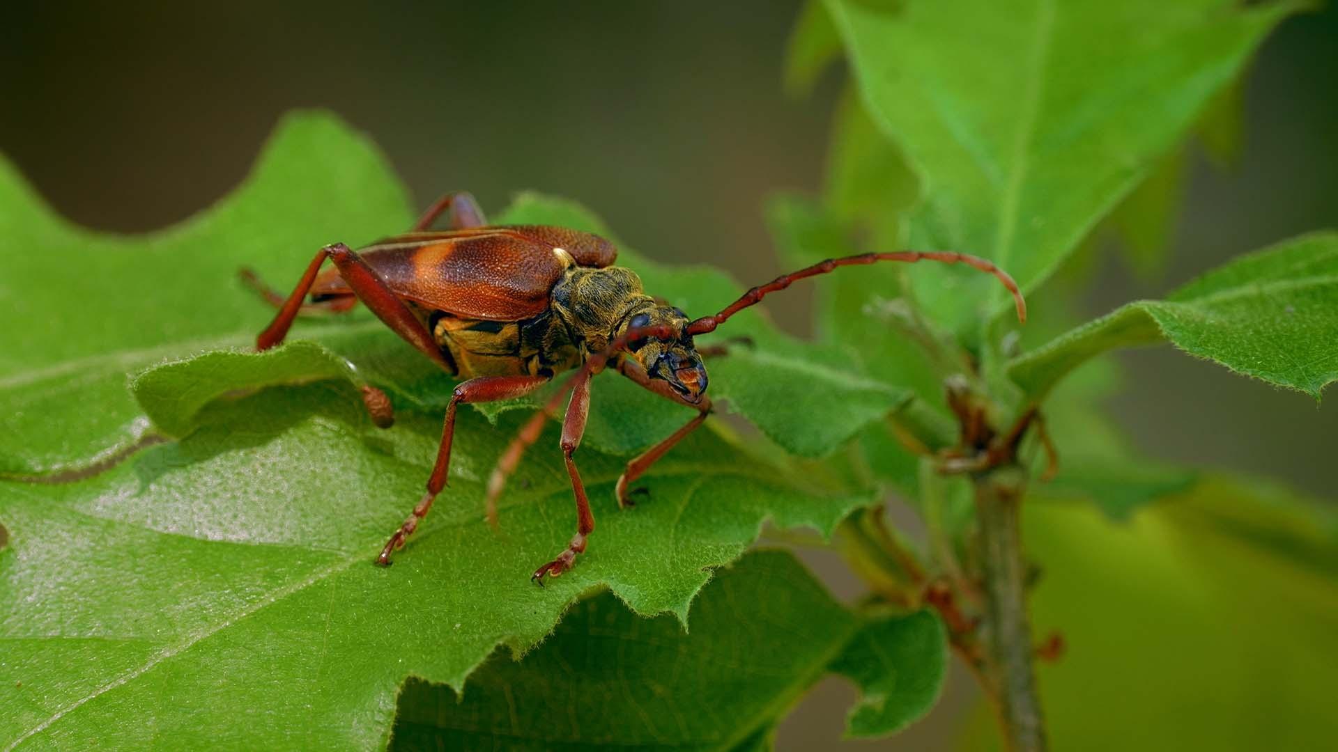 scene from Bugs that Rule the World