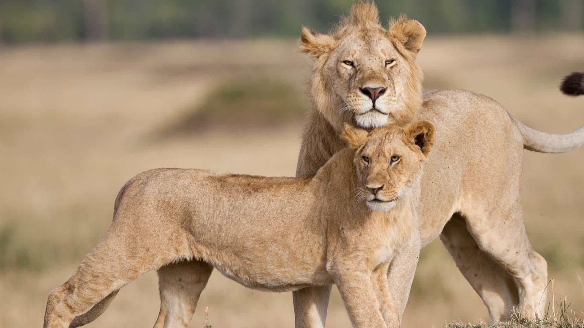 two lions