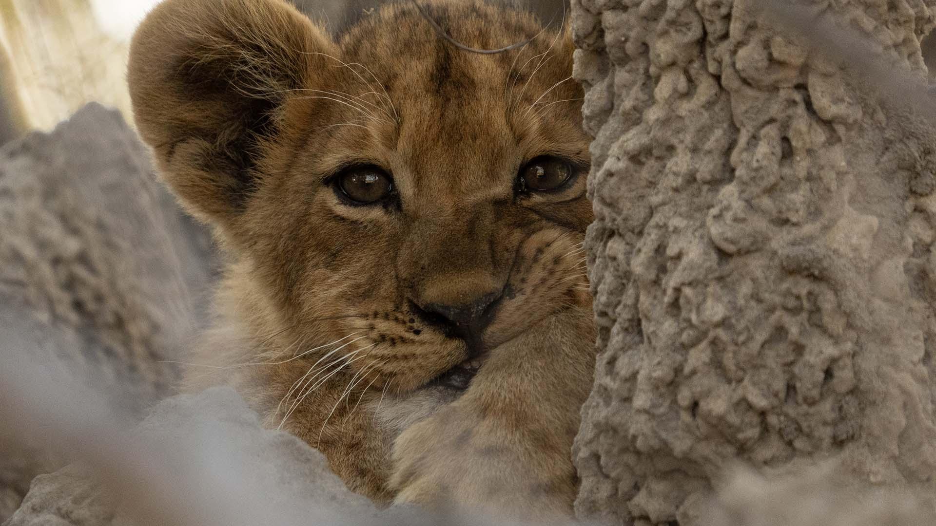 scene from Big Cats 24/7