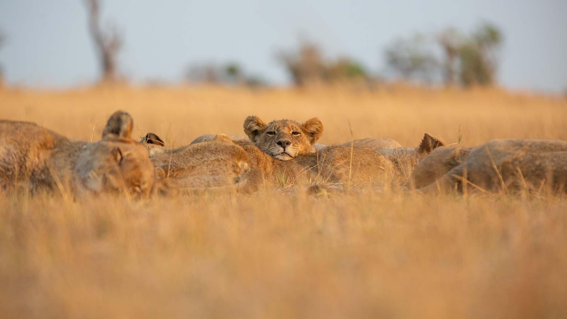 scene from Big Cats 24/7