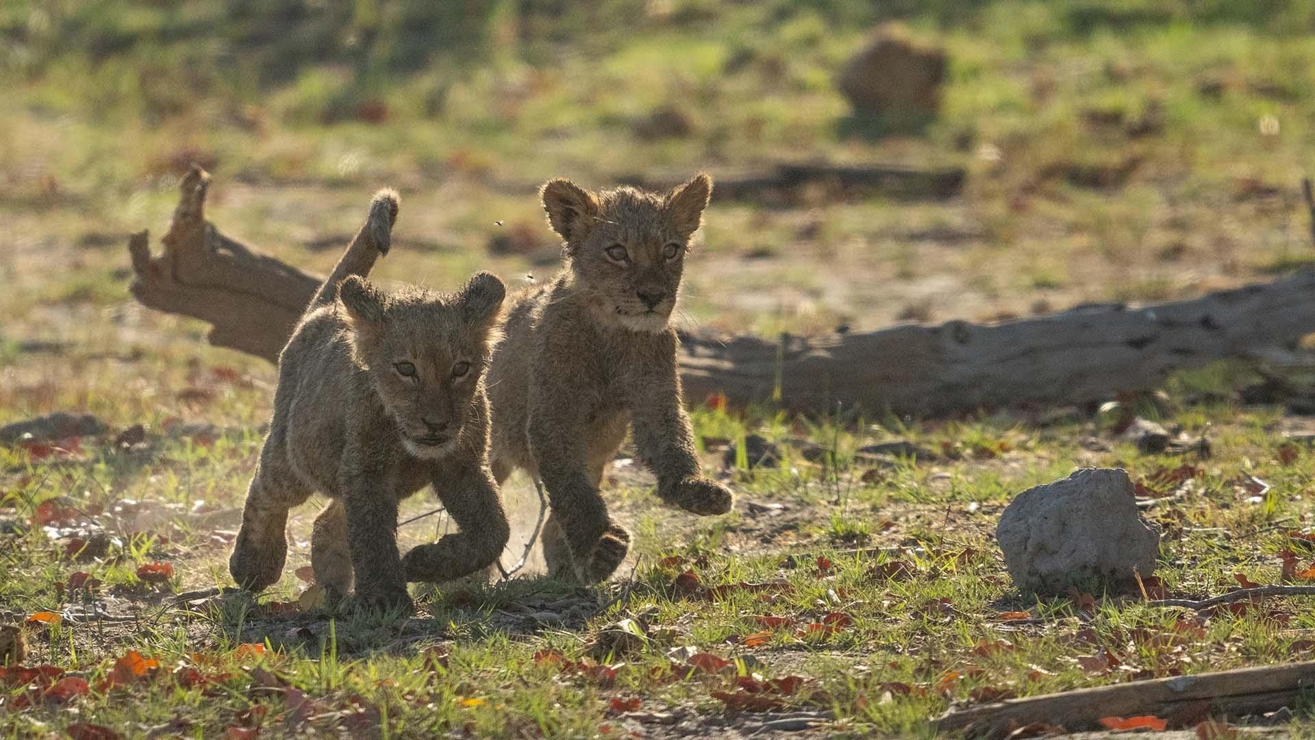 scene from Big Cats 24/7
