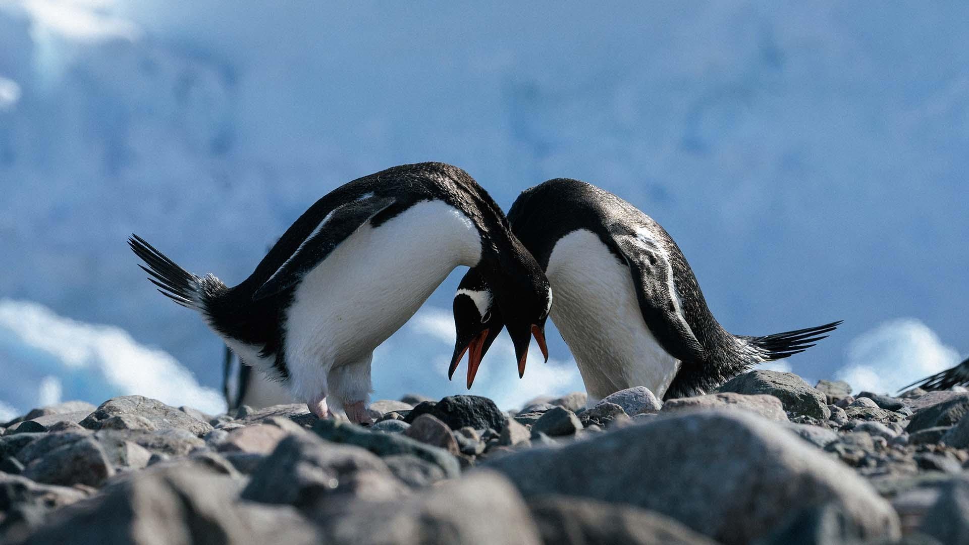 scene from Ages of Ice