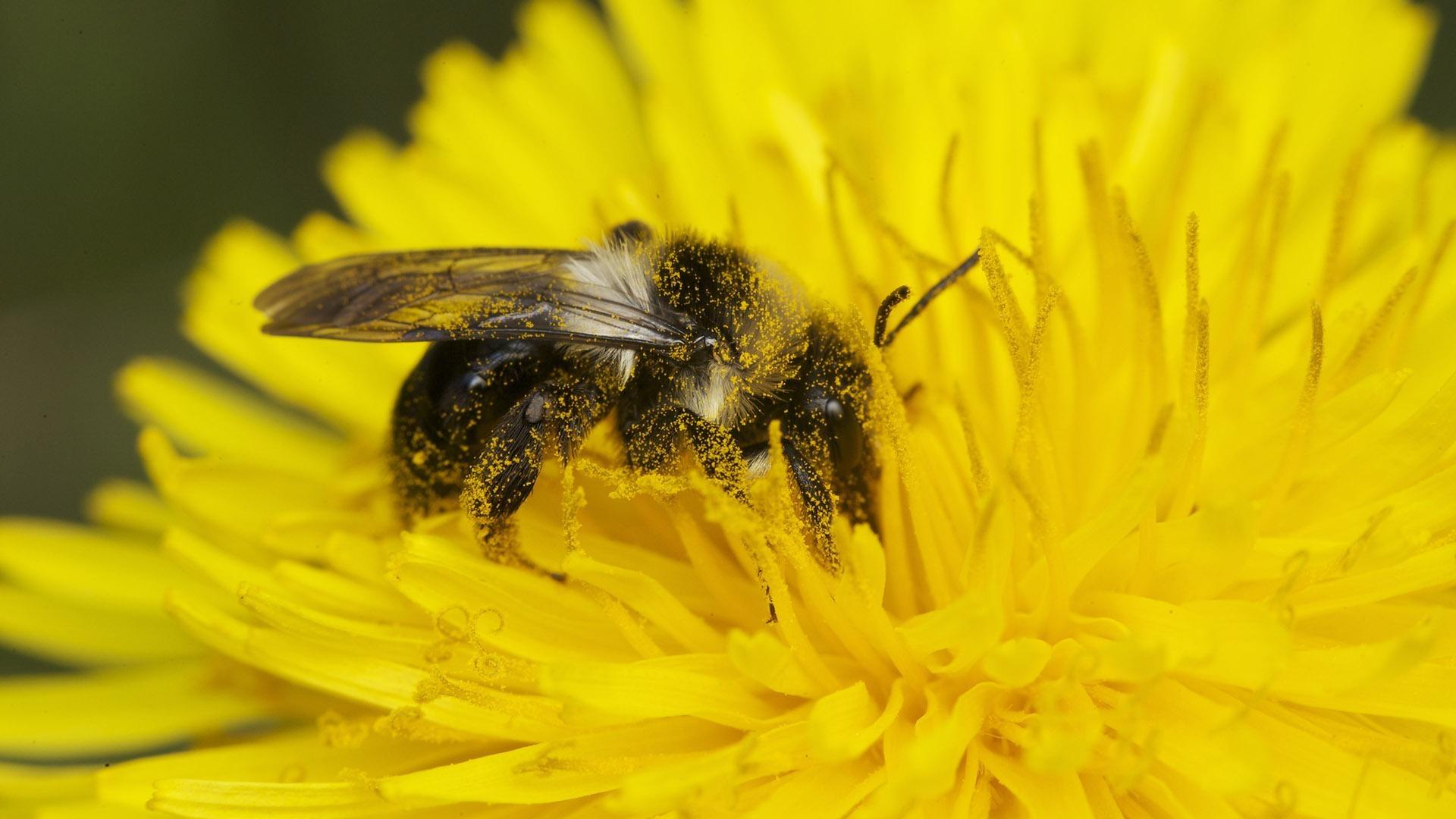 close up of bee covered in pollen
