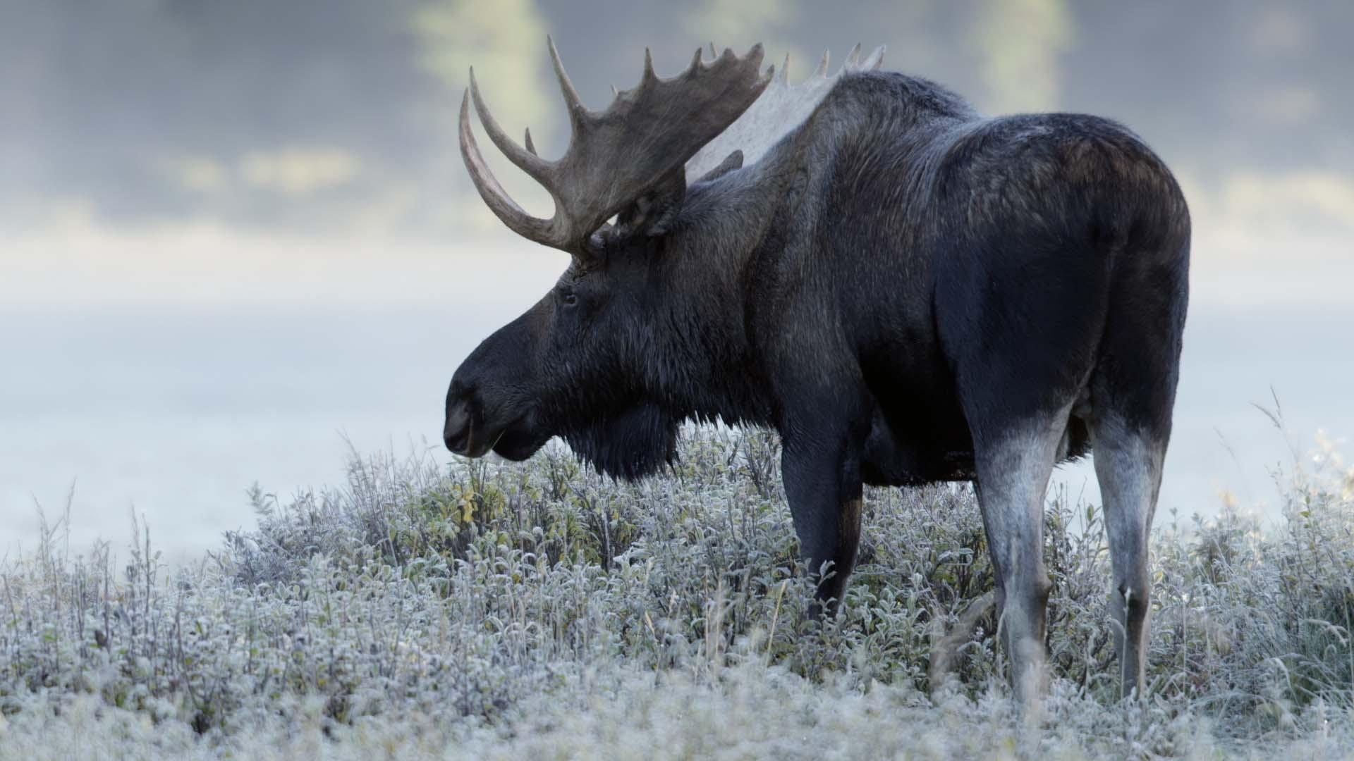 Moose