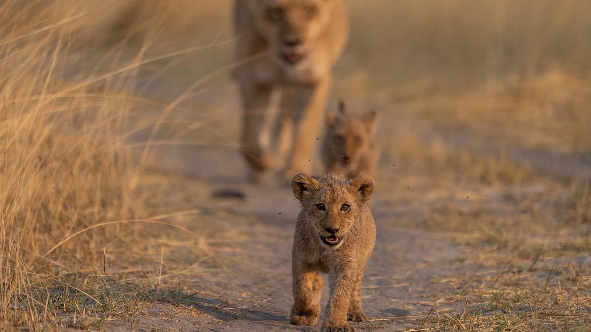 scene from Big Cats 24/7