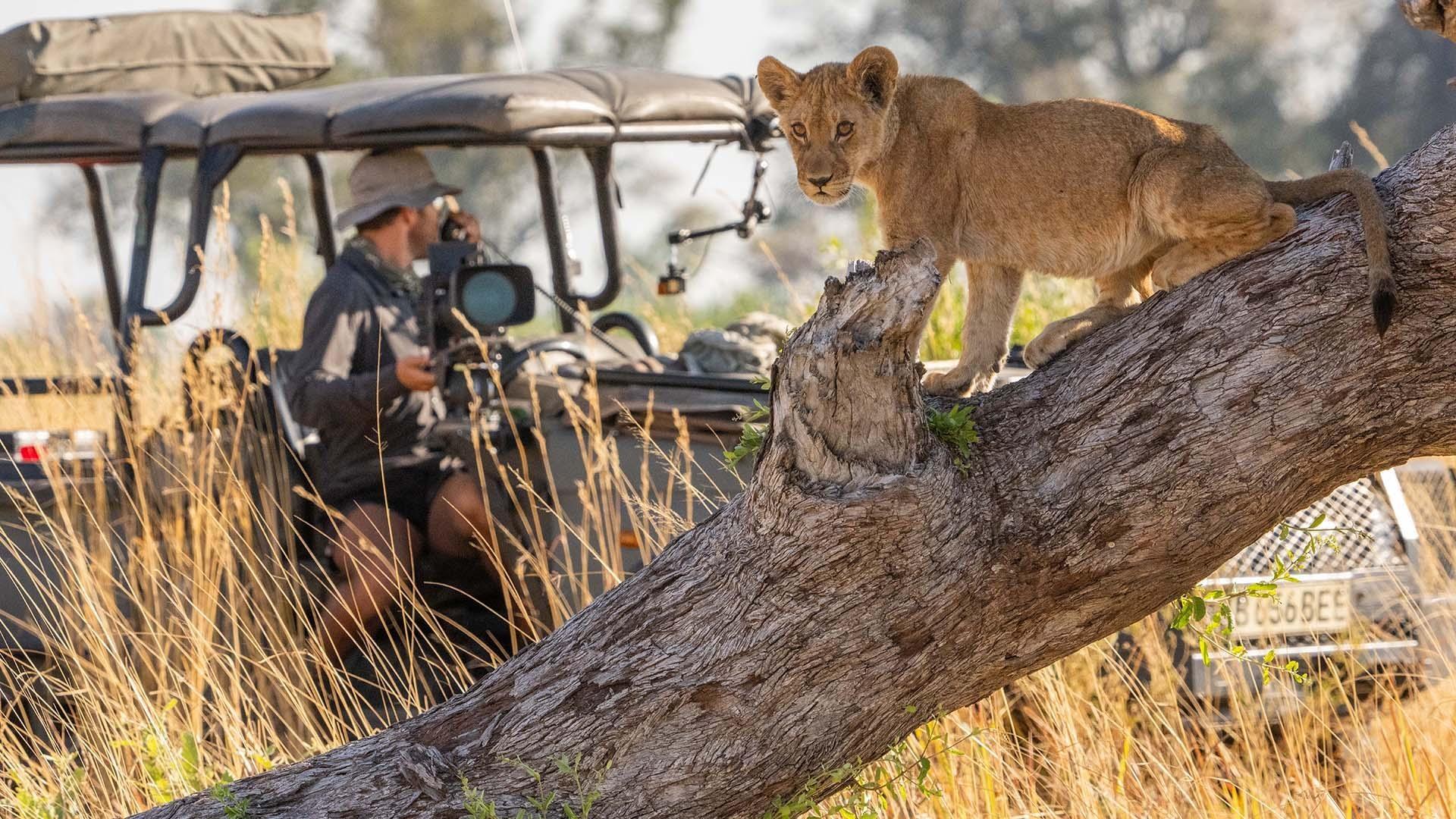 scene from Big Cats 24/7