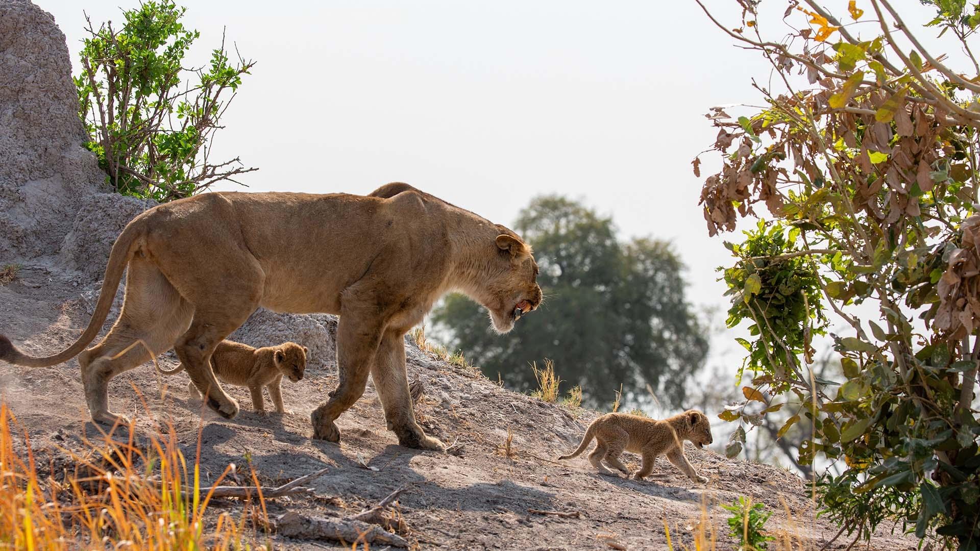 scene from Big Cats 24/7