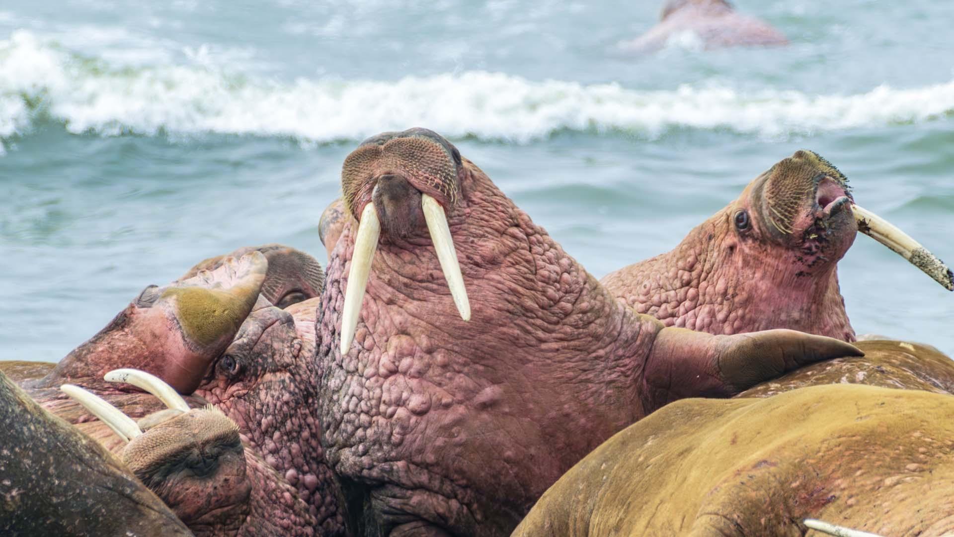 walrus