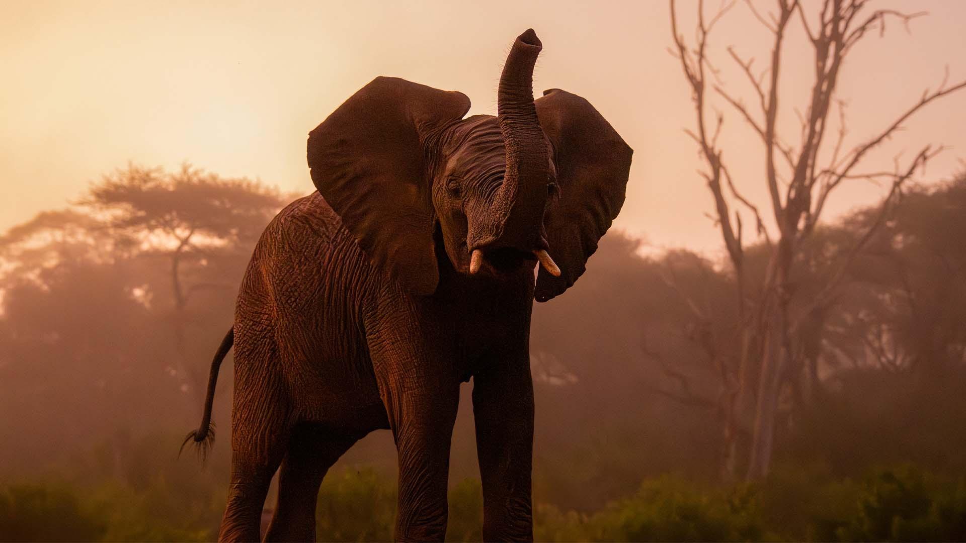 Elephant