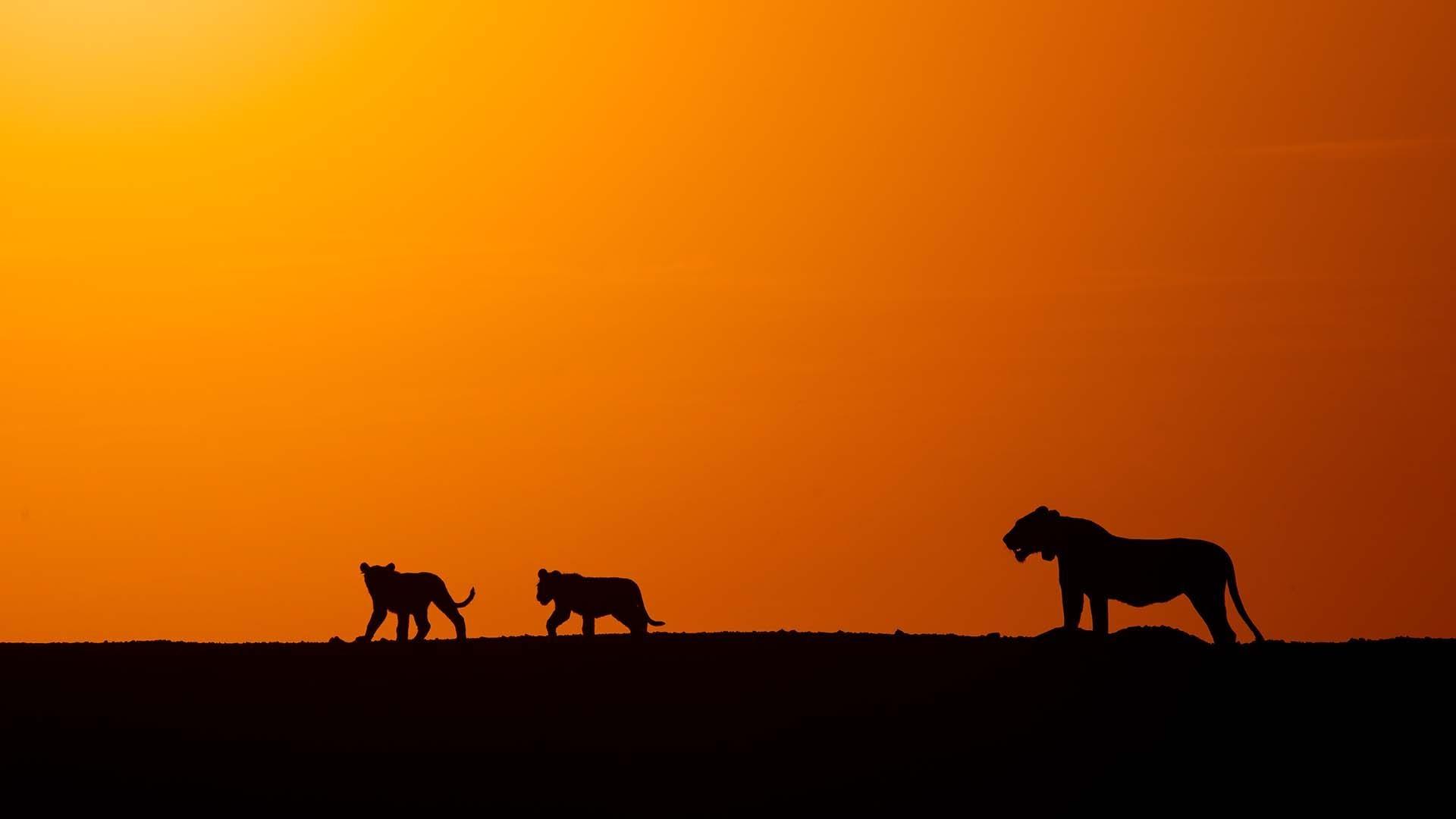 scene from Lions of the Skeleton Coast