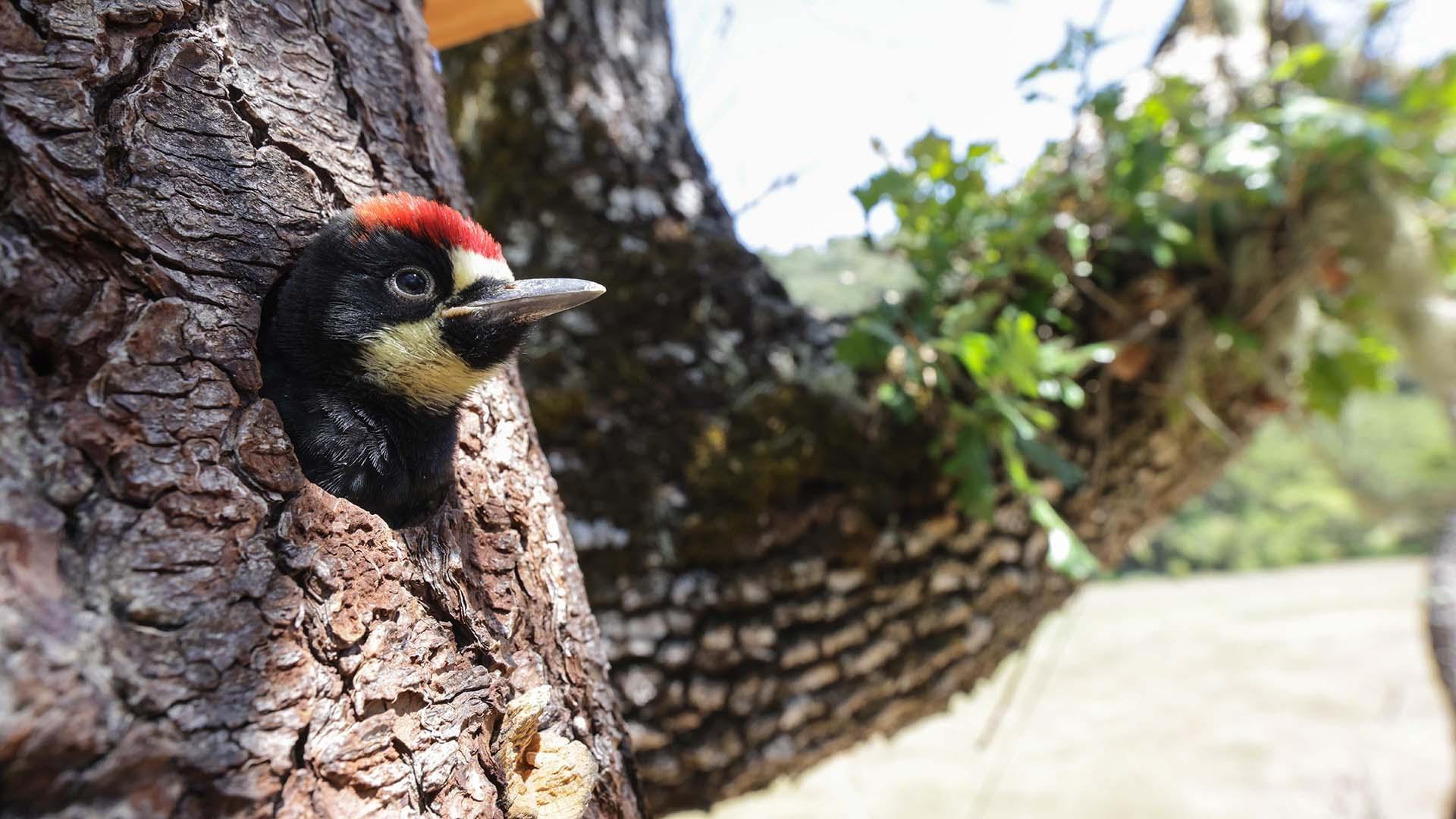 woodpecker