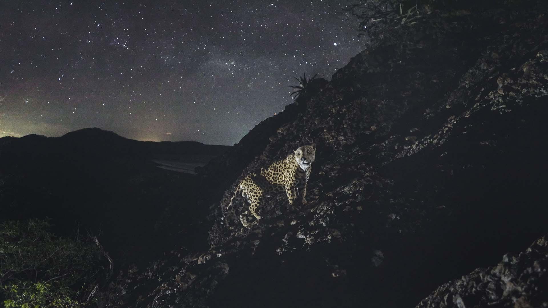 scene from Jaguar Beach