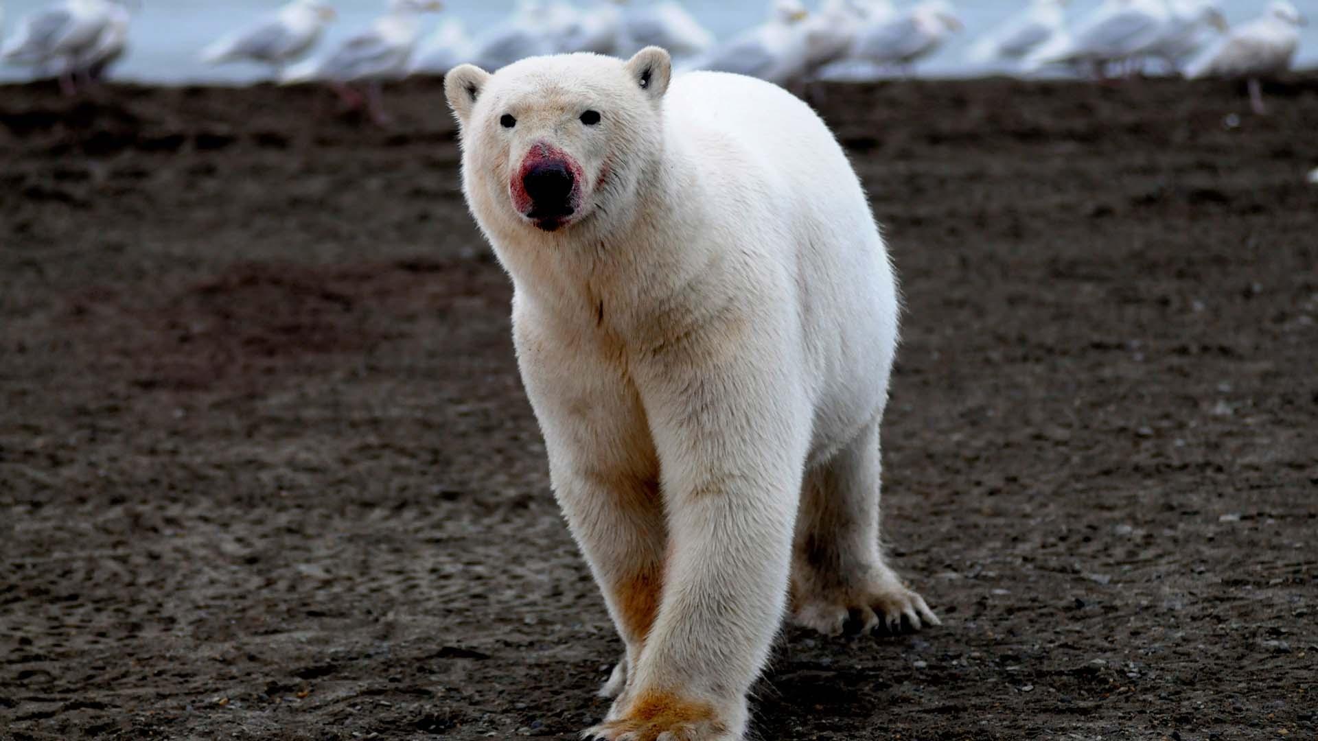polar bear