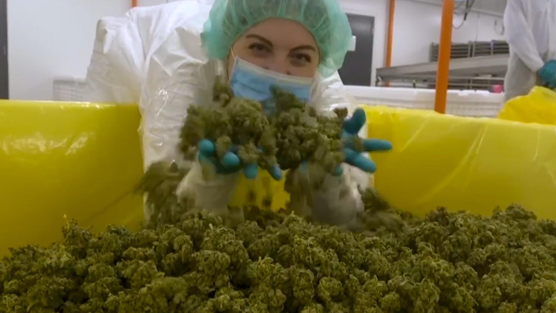 A woman wearing a lab coat, surgical mask, and gloves runs her hands through marijuana buds.