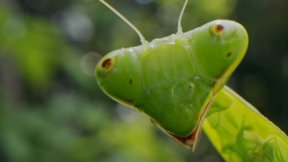 A praying mantis' face.