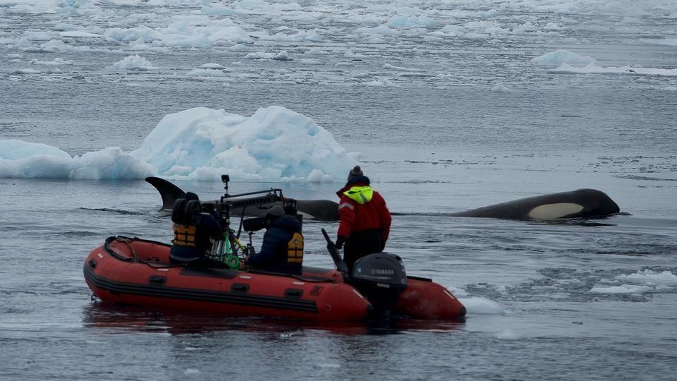 A team films a killer whale from a raft.