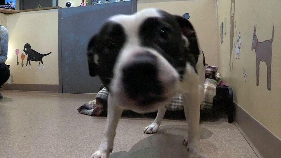 A dog sticks its nose directly into the camera.