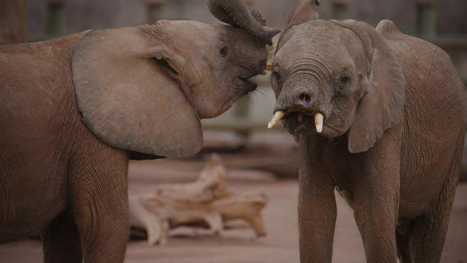 Two young elephants.