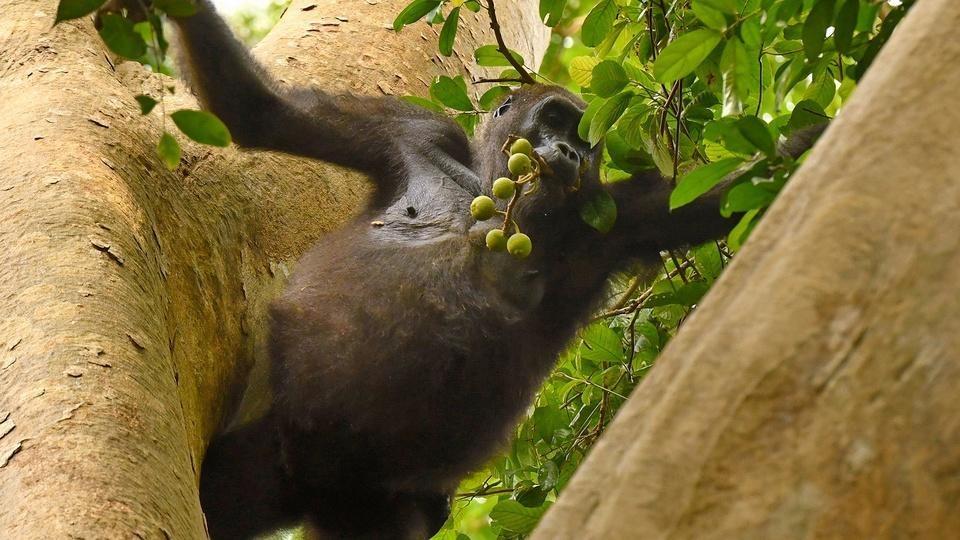A gorilla eating fruit in a tree.