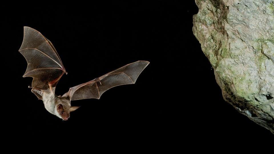 A bat in a dark cave.