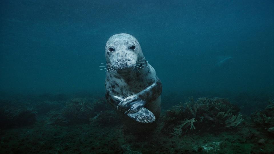 A seal underwater.
