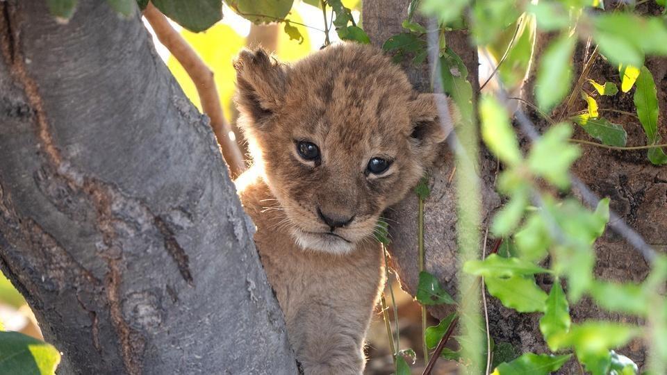 A lion cub in a tree.