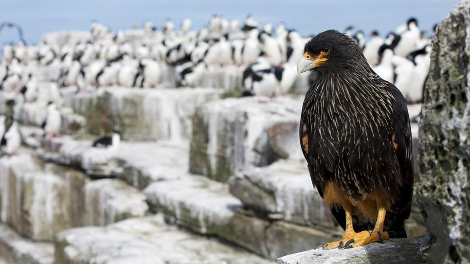 Striated Caracara in front of penguins. Falkland Islands.