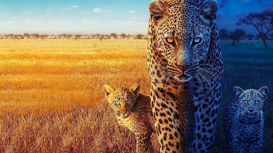 A mother leopard and her cubs on the African savannah.