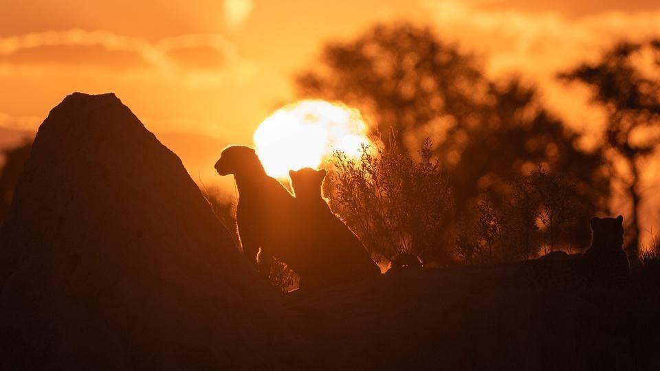 Lionesses sitting in front of the sunset.