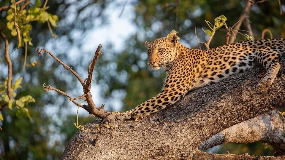 A leopard in a tree.