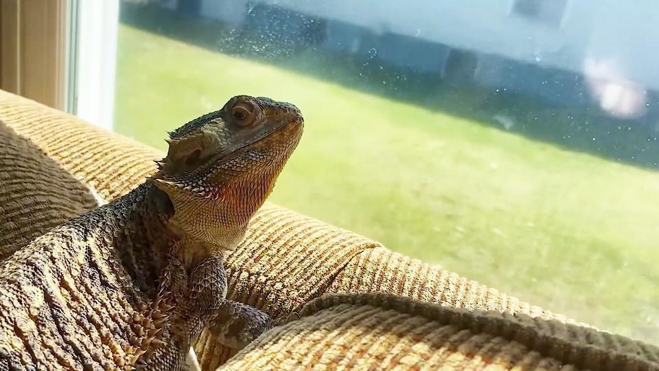 A bearded dragon looking out a window.