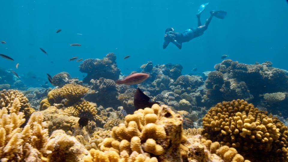A diver examines a bleached coral reef.