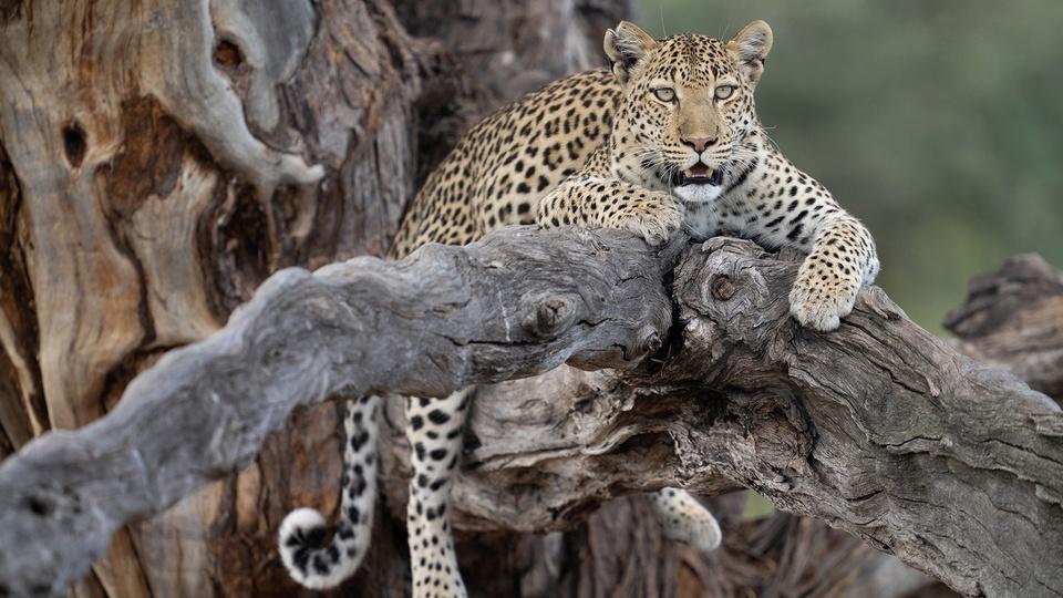 A leopard in a tree.