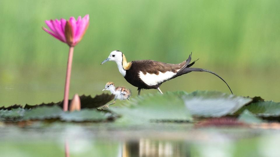 An adult and child bird near lily pads on a pond.