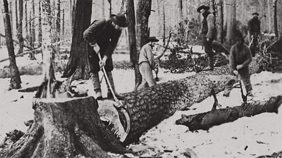 19th century lumberjacks chop up a felled tree.