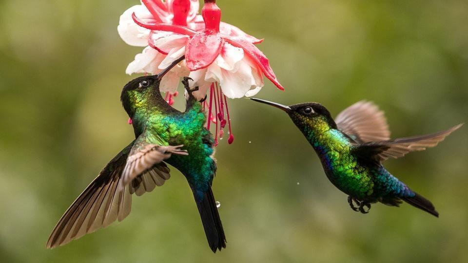 Two hummingbirds feed.