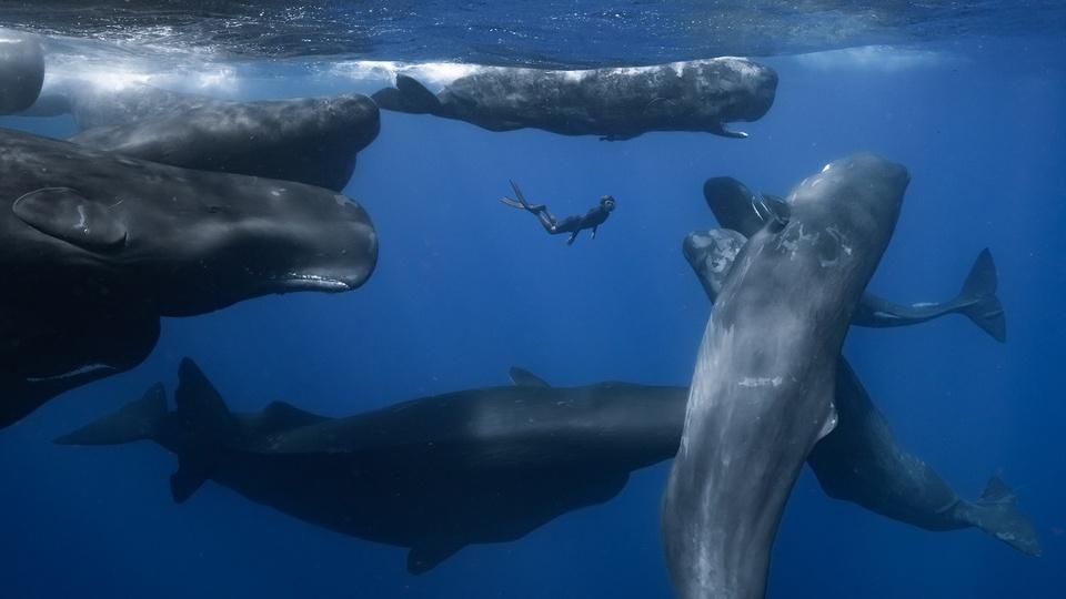 A diver in a pod of sperm whales.
