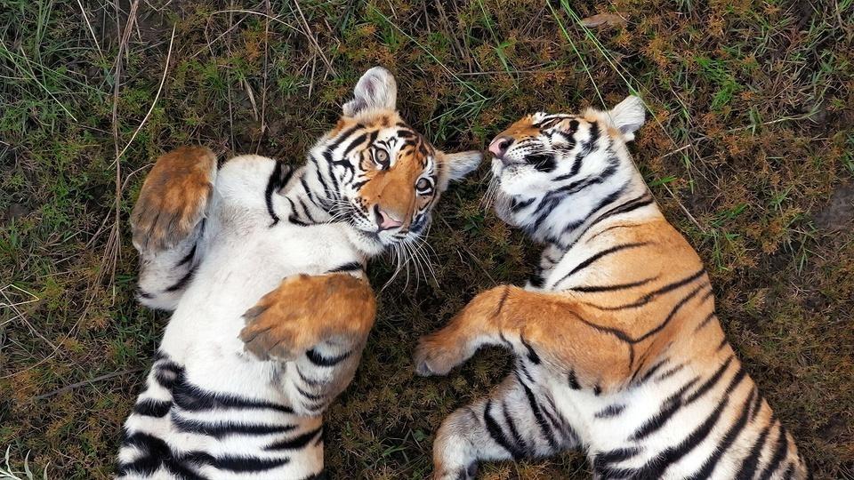 Two tigers roll on the ground.