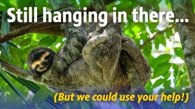 Sloth hanging from a tree branch