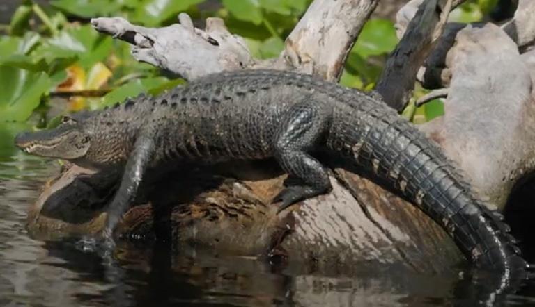 Alligator sunning on a tree stump